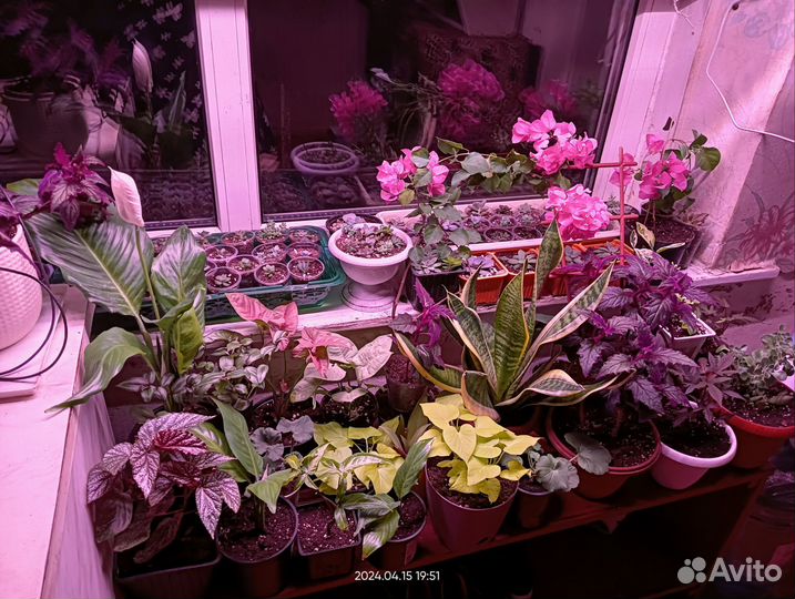 Комнатные растения