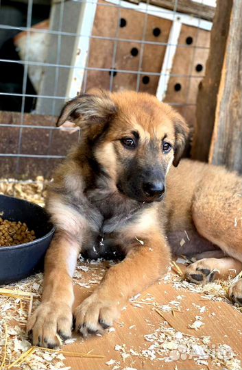Девченки в дар