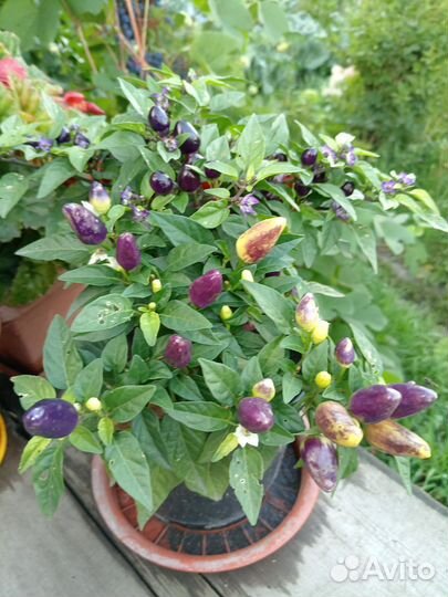 Перец острый комнатный