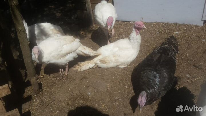 Мясо и яйца индюка, цесарки