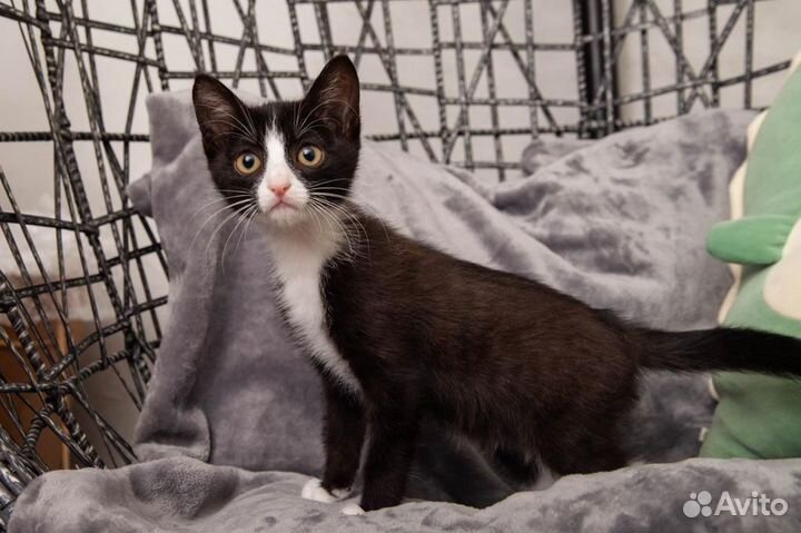 Котенок мальчик
