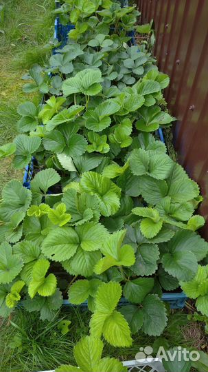 Рассада клубники