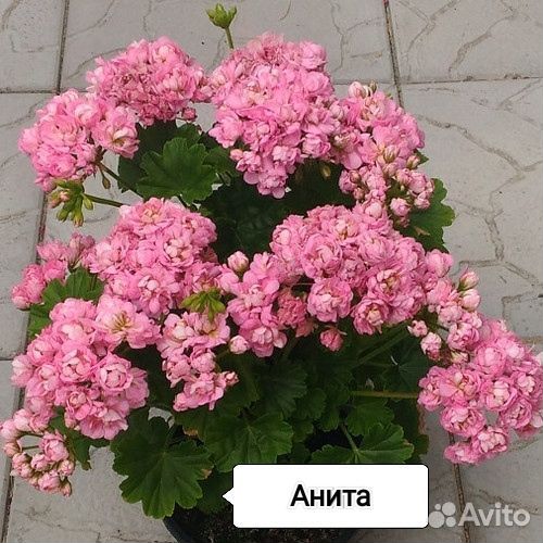 Сортовые пеларгонии. Укорененные черенки
