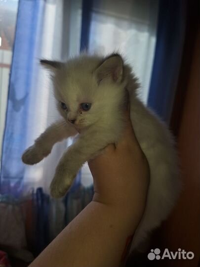 Милые котята