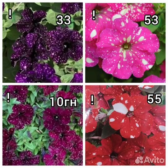 Петунии ампельные, кустовые, бахромчатые, махровые