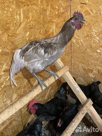 Молодые петушки