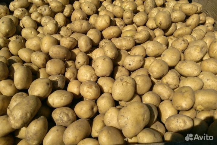 Семенной картофель