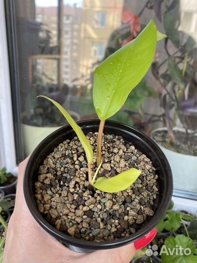 Филодендрон 