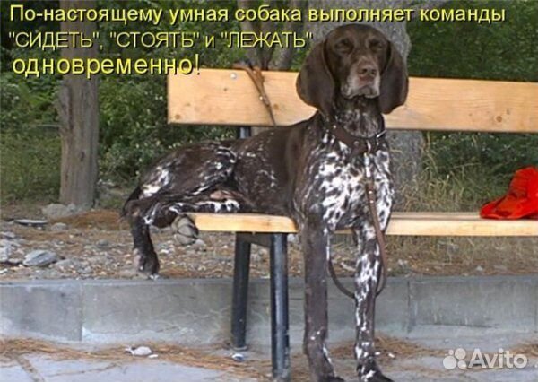 Присмотрю за вашим питомцем на время отпуска