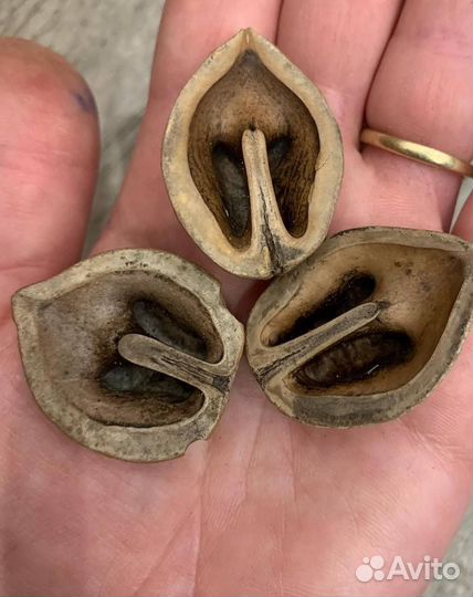 Маньчжурский орех