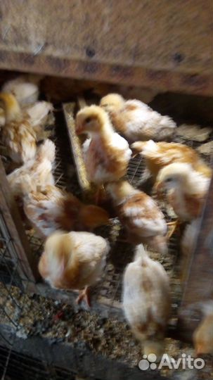 Несушка цыплята