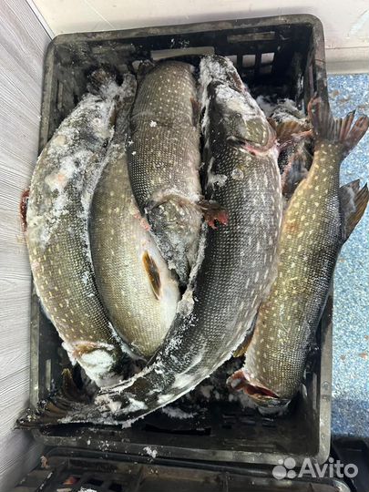 Свежая речная рыба