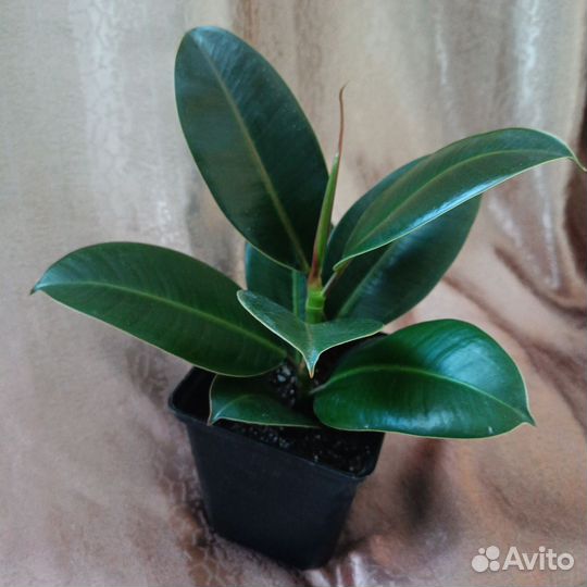 Спатифиллум с цветами, фикус