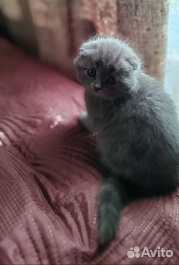 Шотландская вислоухая кошечка