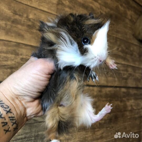 Морские свинки.Малыши.Перуанские.Девочки