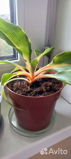 Хлорофитум грин оранж,растение крупного размера