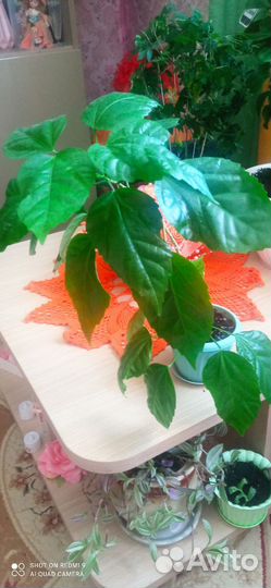 Розан, хатиора,рипсалис, каланхоэ(оленьи рожки)