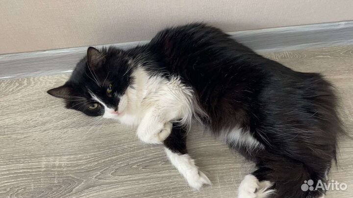 Котяра ищет дом