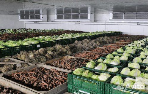 Картофель, лук,морковь