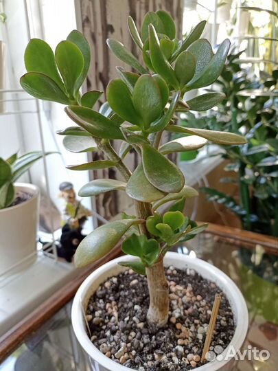 Крассулы Ред Хорн Три и Сансет