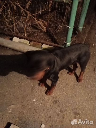 Найдена собака Ротвейлер