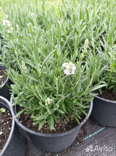 Лаванда саженцы