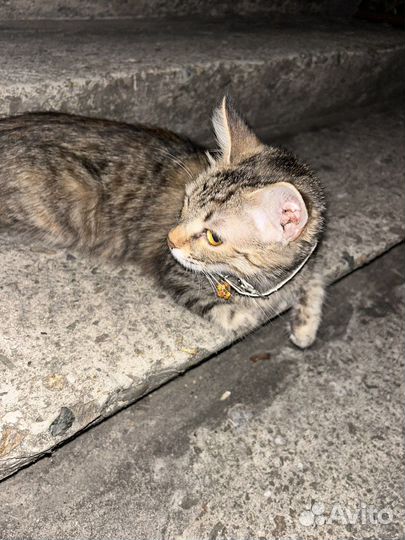 Кошка в дар