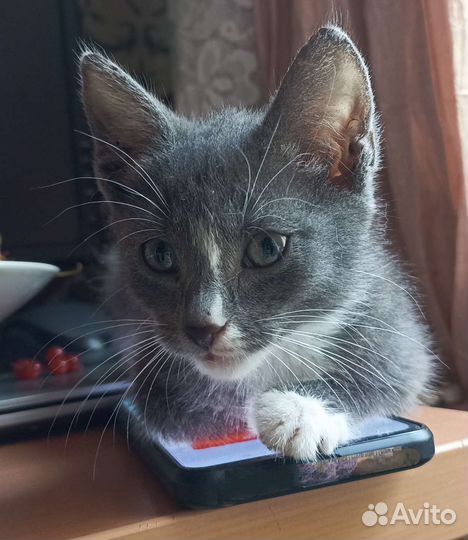 Маленький серый котенок мальчик