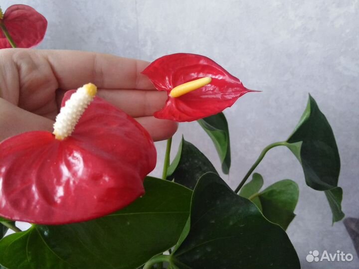 Антуриум андрэ Amigo Basic