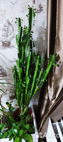 Комнатные цветы молочай