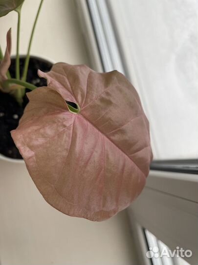 Сингониум пинк