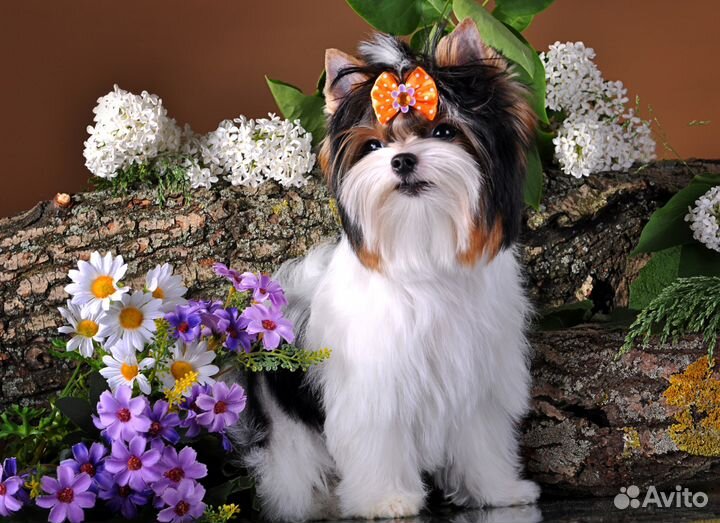 Вязка-кобель Мини бивер, Щенки питомник РКФ