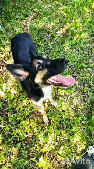 Собака в добрые руки щенок мальчик