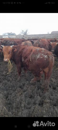 Бычки 1.5 годовалые Ростовская порода