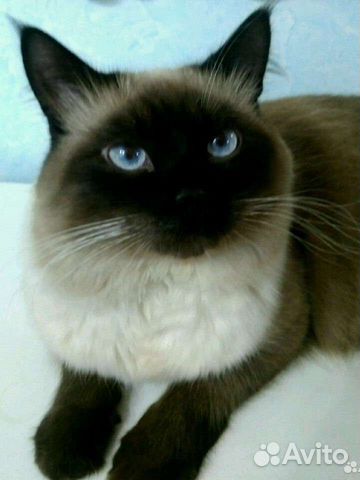 Вязка невский маскарадный кот