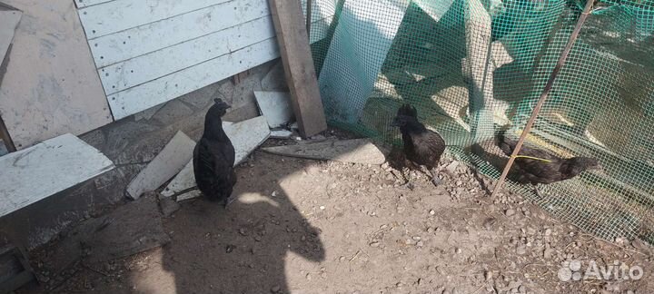 Петухи ухейилюй и лакеданзи