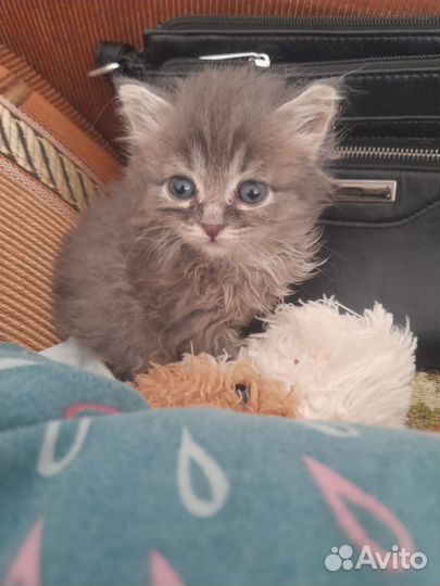 Котенок