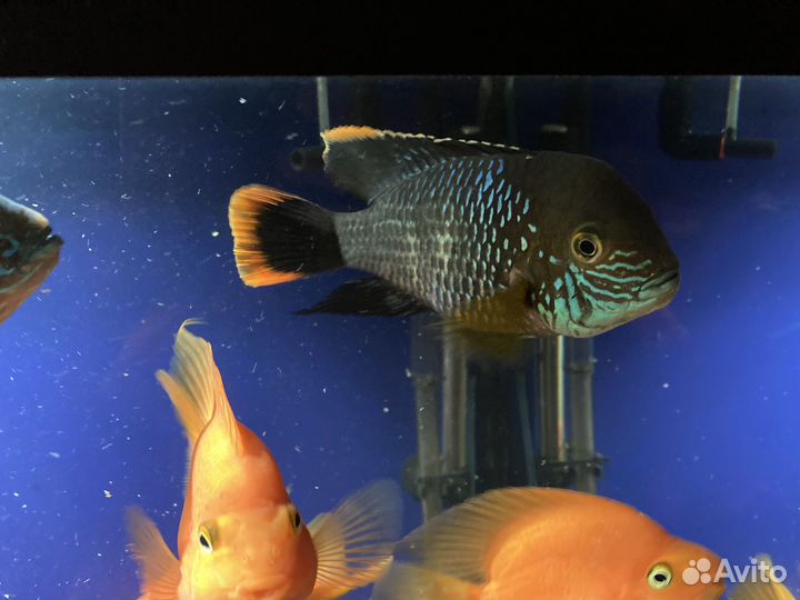 Акара бирюзовая