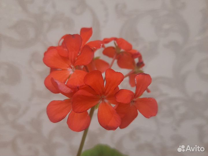 Герань, пеларгония