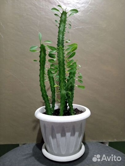 Фикус Молочай