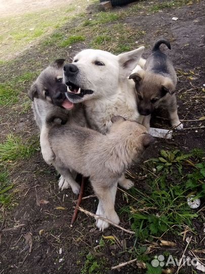 Щенки дворняги