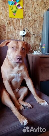 Питбуль для вязки