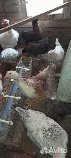 Куры молодки несушки домашние