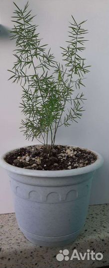 Аихризон (дерево любви)