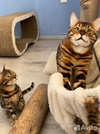 Бенгальские котята шоу класс