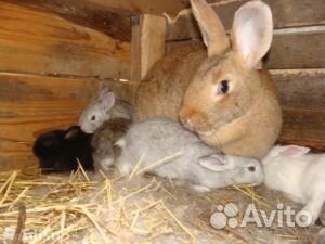 Продаются крольчата