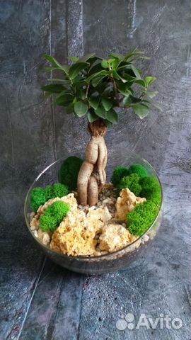 Дерево бонсай живое