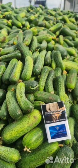 Огурцы грунтовые на Соленья Урожай 2024г