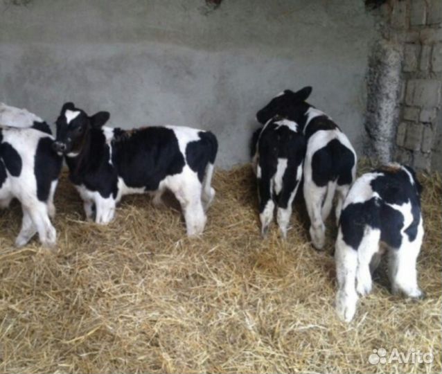 Телята бычки