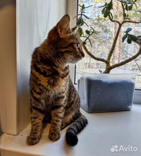 Кошка